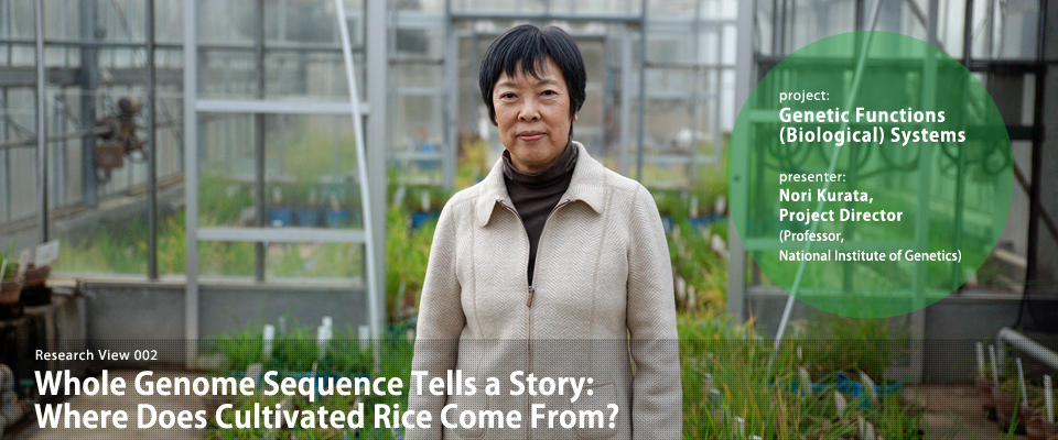 Whole Genome Sequence Tells a Story: Where Does Cultivated Rice Come From?