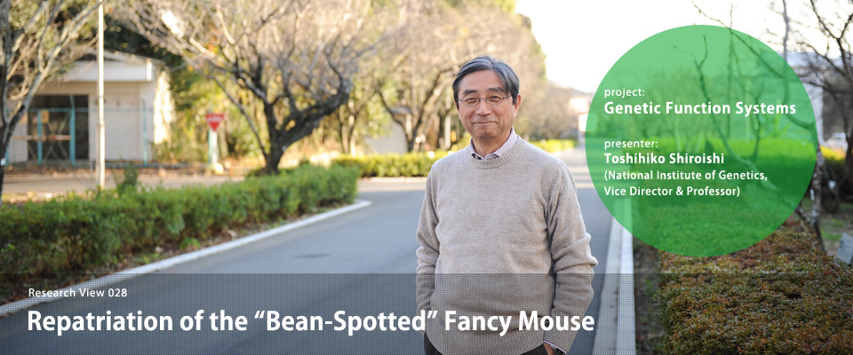 Repatriation of the “Bean-Spotted” Fancy Mouse