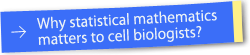 Why statistical mathematics matters to cell biologists?