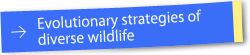 Evolutionary strategies of diverse wildlife