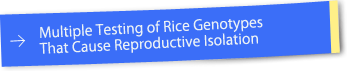 Multiple Testing of Rice Genotypes That Cause Reproductive Isolation