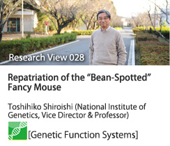 Repatriation of the “Bean-Spotted” Fancy Mouse